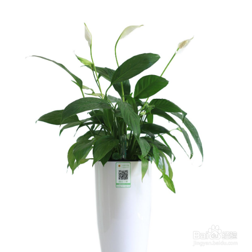 白掌的花开了多少年?