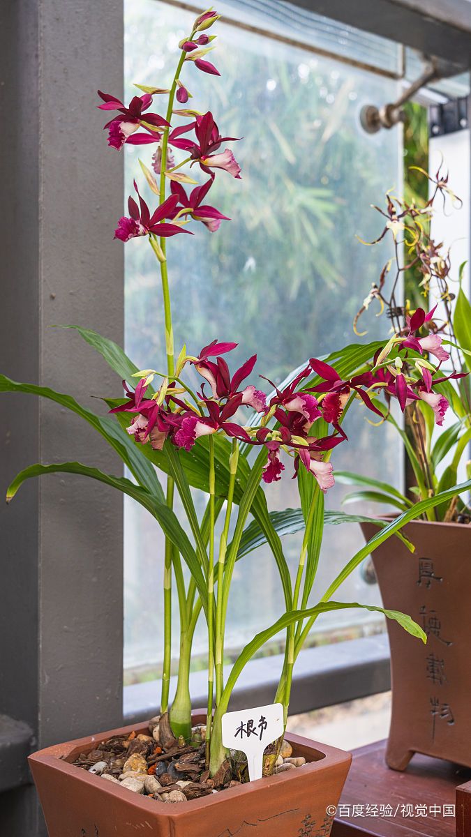 大红袍兰花怎么养