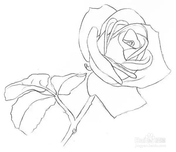 素描教程:一枝白玫瑰绘画技法
