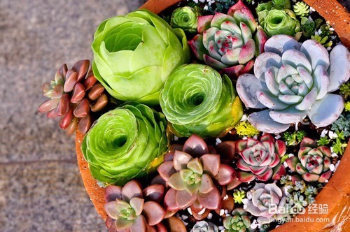 室内防辐射植物大全