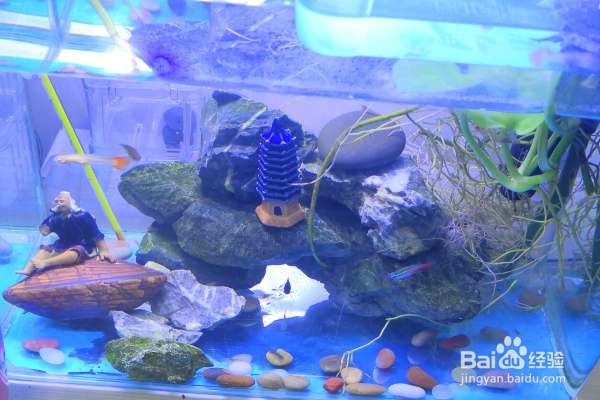 新手养鱼怎么给鱼换水？