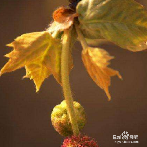 梧桐的培育方法和注意事项