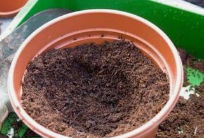 火龙果的种植方法以及生长过程