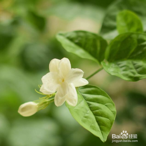 茉莉的养殖方法是什么？