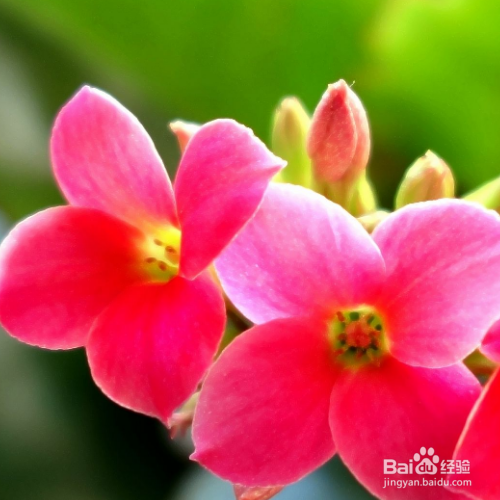 长寿花不开花怎么办？