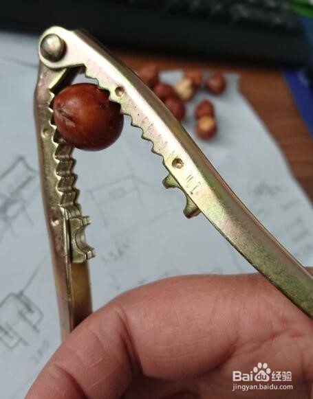 如何夹榛子/如何使用坚果夹子/榛子去壳