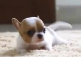 吉娃娃是什么性格的宠物？