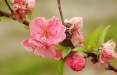 春天的桃花怎么描述