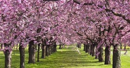 怎样给紫荆树造型