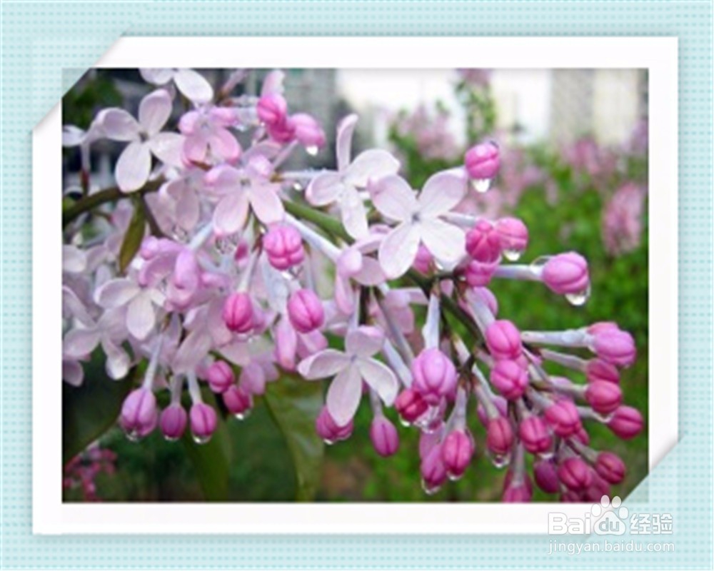 吃蒜后怎么去除蒜臭味