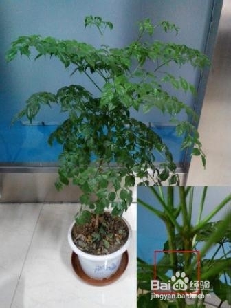 养花小窍门=盆栽花卉小窍门