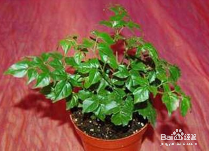 怎样判断幸福树缺水