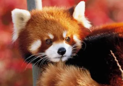 小熊猫可以当宠物吗