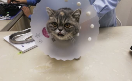 猫九个月还能打猫三联吗