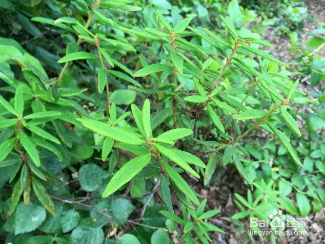 温哥华自然公园学校郊游活动