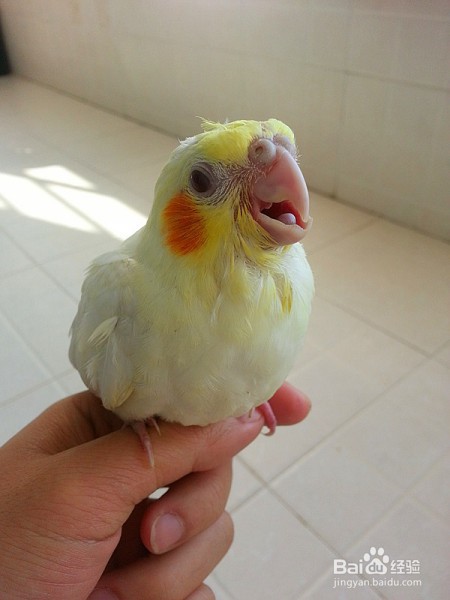 玄凤鹦鹉夏天怎样度过