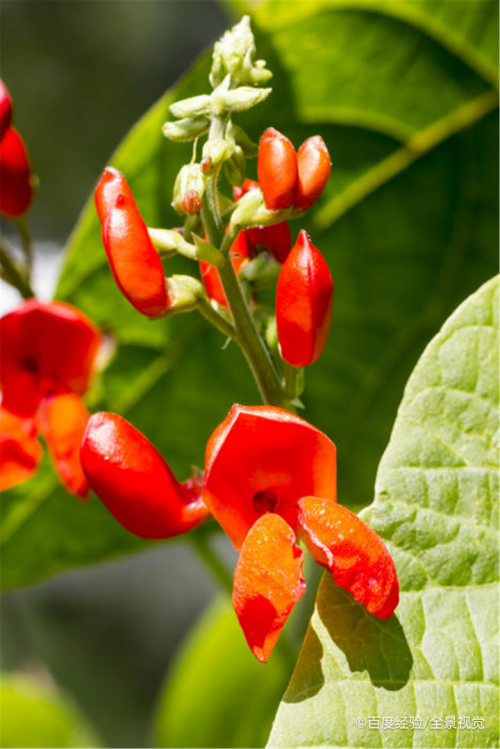 哺乳期能吃花豆吗