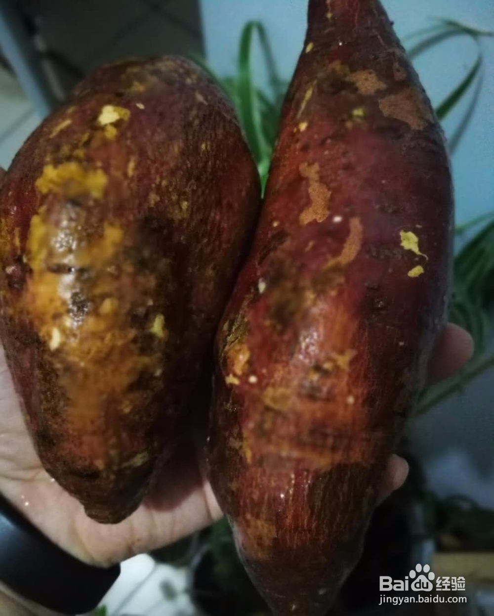 烤箱版无油红薯饼