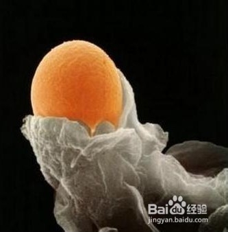 怎样才能怀孕（针对不容易怀上的人）