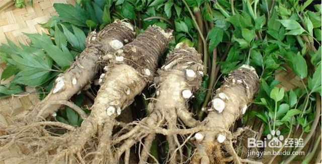 当归的增产管理和肥水管理都有哪些要点？