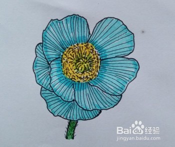 花卉水彩画——虞美人