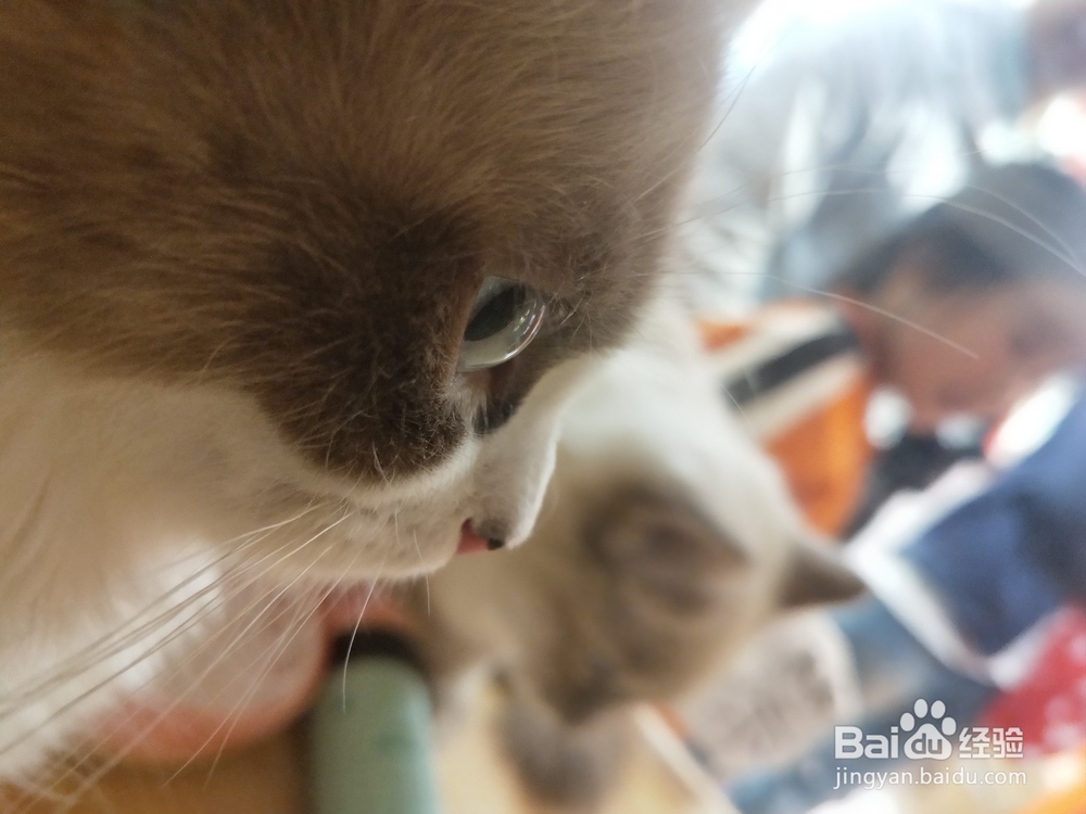 幼猫半夜两点来回走怎么办