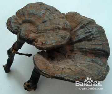 灵芝药膳补气养血防治失眠