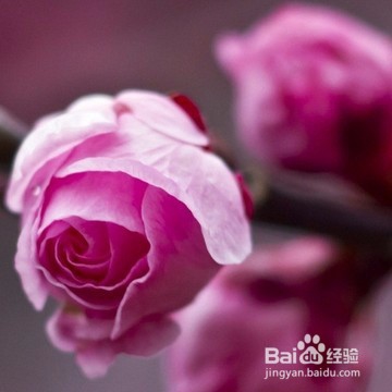 品味久远花香——自制花干