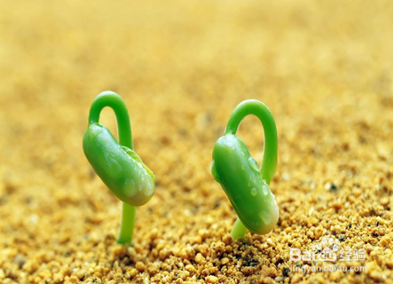 适合孩子在春天做的运动有哪些