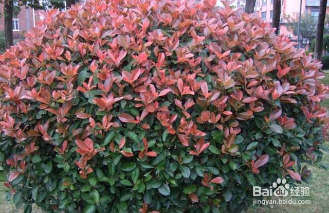 红叶石楠球如何培育