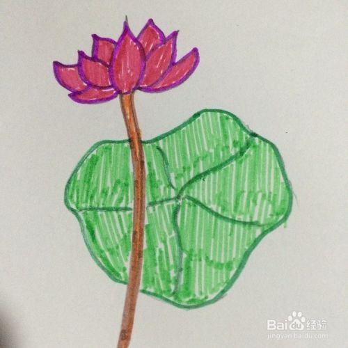 睡莲花的简单画 百度经验