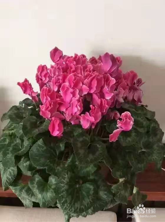 6种花是甲醛克星，养一盆身体更健康
