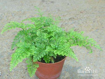 狼尾蕨繁殖方法