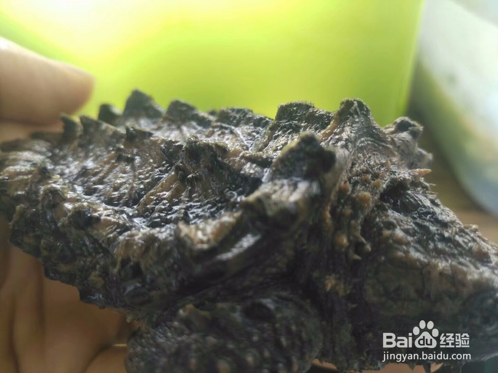 大鳄龟苗子塌背怎么治