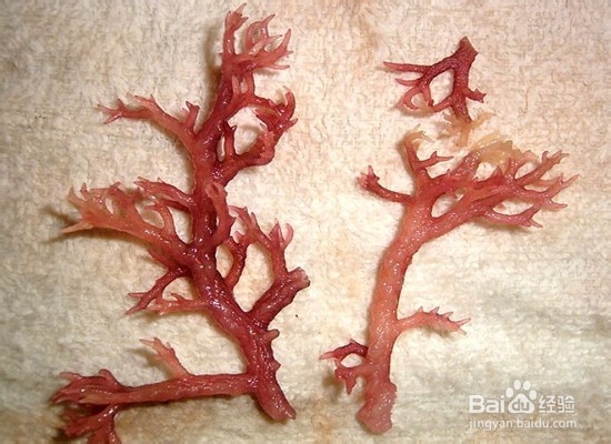 石花菜的营养价值和功效