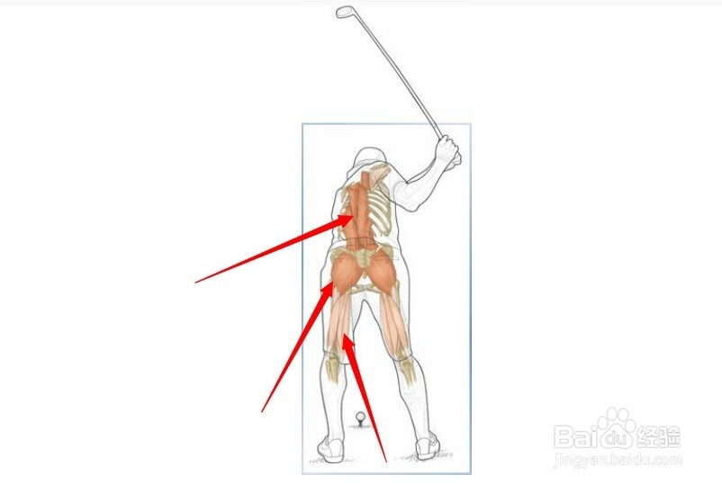 高尔夫球训练：[11]相关肌肉图解11