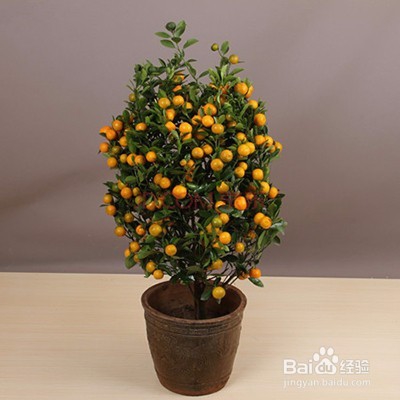 居家适宜种植的植物 让爱的港湾典雅芬芳