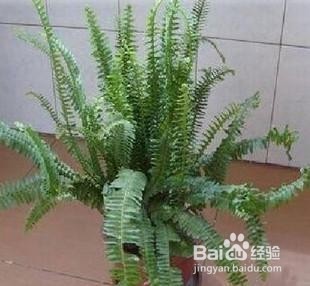 养蜈蚣草要注意什么
