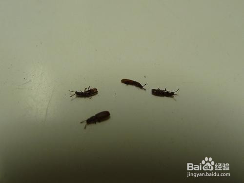 家里有小黑飞虫怎么清除