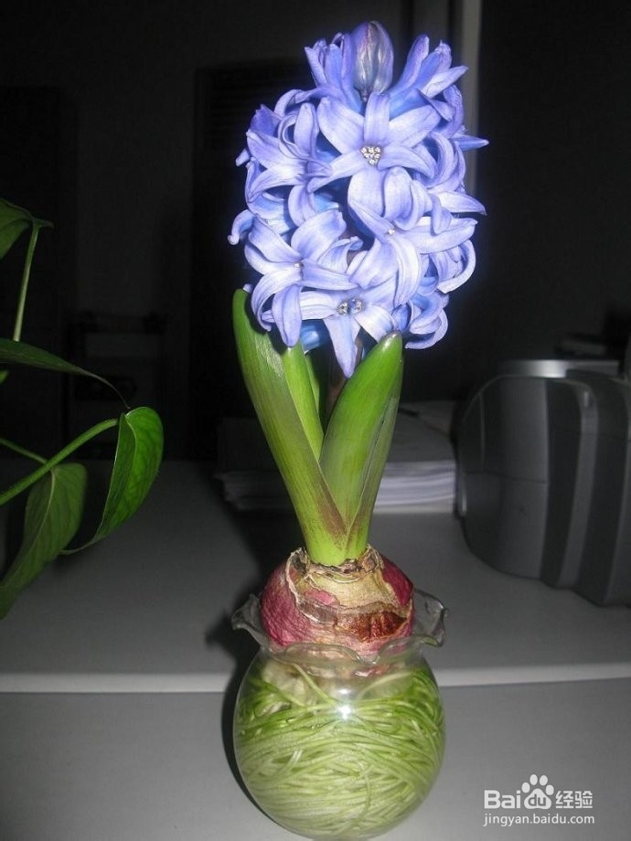 土培水培 风信子种球 盆栽花卉植物