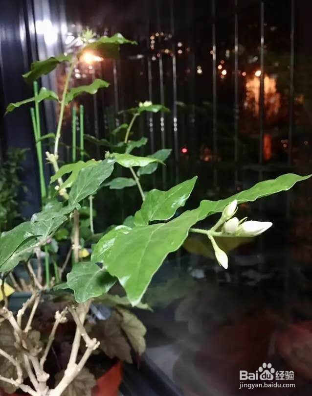 茉莉花养护技巧，叶子茂盛开花多，芳香四溢