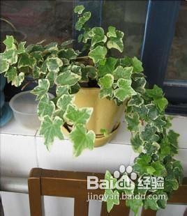 如何有效去除身上和室内的烟味