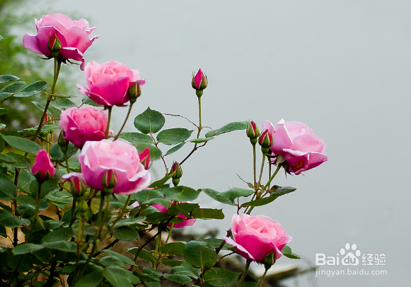 怎么判断月季要施肥了