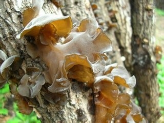 生活常识（食物篇）有毒的肉和菜