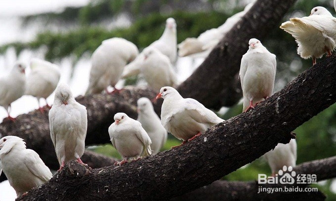 鸽子窝旅游攻略
