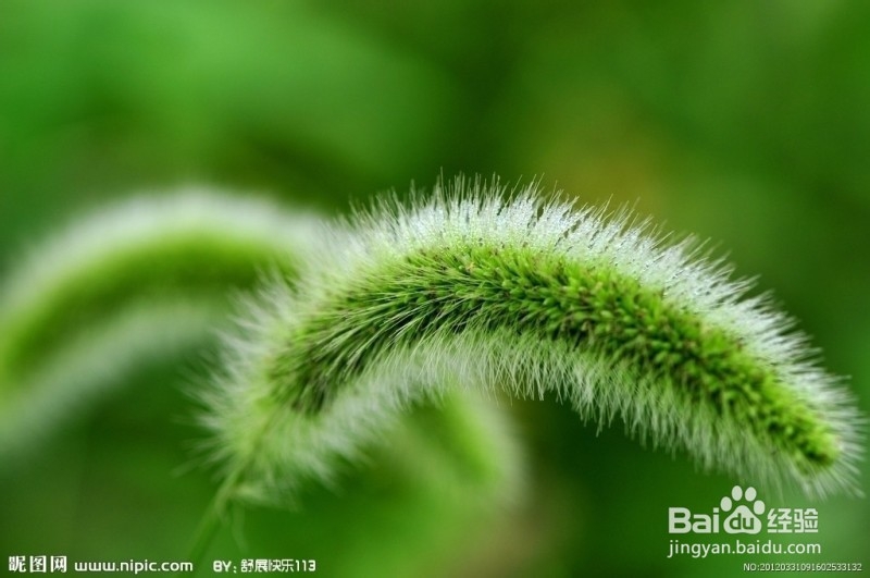 各种花的含义你都知道吗