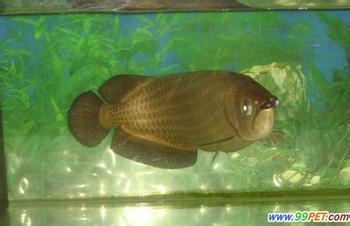 如何让龙鱼避免受惊