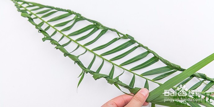 插花入门，散尾葵的5种创意修剪方式