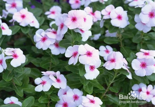 对于一个园艺小白来说，究竟该种什么花才好