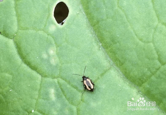 跳甲虫害的防治